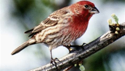 Nesting Habits Of Finches Sciencing