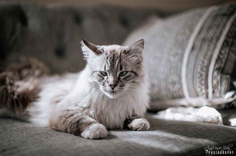 By sara ochoa, dvm april 06, 2019. How to Stop Your Cat from Scratching the Furniture ...
