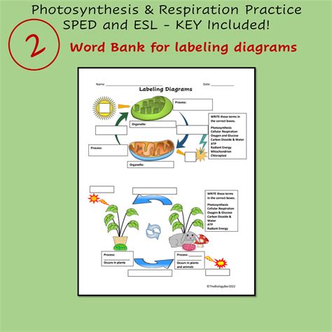 Esl Biology Photosynthesis And Cellular Respiration 3 Worksheets Made
