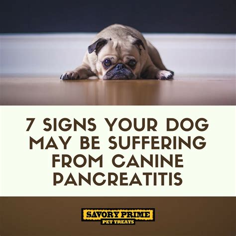 How Can I Help My Dog With Pancreatitis