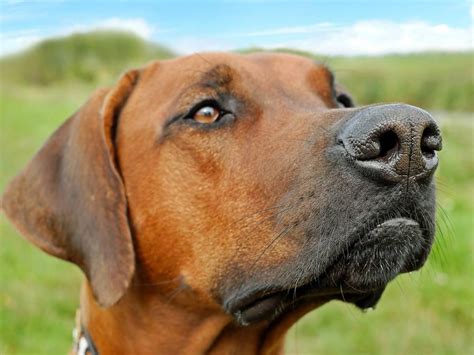 Il Super Naso Dei Cani Riesce A Riconoscere I Tumori Nel Sangue