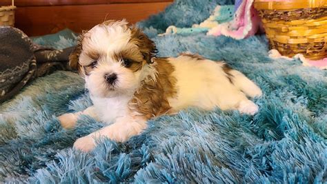 Puppies For Sale Quail Hollow Puppies Morganton Ncunited States