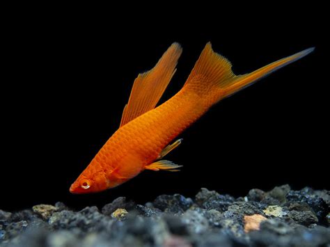 Red Eye Blood Red Hi Fin Lyretail Swordtail Aquatic Arts On Sale