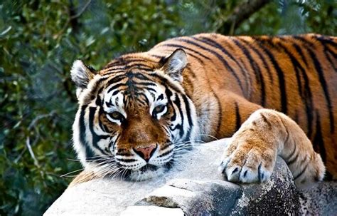 Tiger Names Best Names For Tigers Petpress