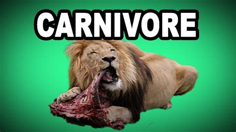 🍖 Learn English Words Carnivore Meaning Vocabulary With Pictures