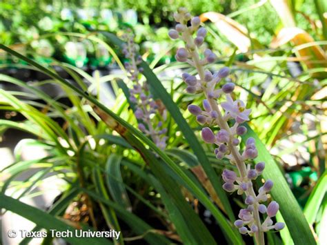 Liriope, Lilyturf | Plant Resources Home | TTU