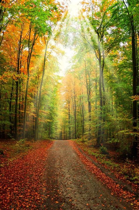 View Of Asphalt Road In Beautiful Golden Beech Forest During Autumn