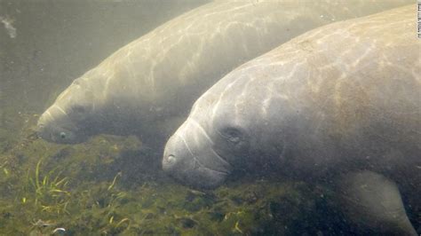 Manatee Deaths In Florida Surpass 1000 In A Historically Grim Year For