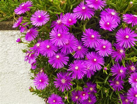 Ice Plant Guide How To Grow And Care For Delosperma Cooperi