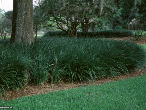 Also Known As Monkey Grass Liriope Is A Tough Evergreen That Also