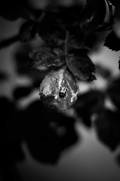 Free Picture Black And White Leaf Grey Nature Monochrome Art
