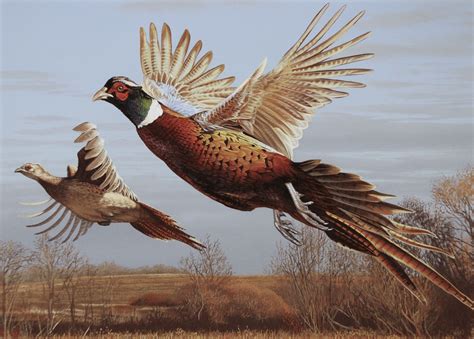 Pin By Don Lehnhof On Pheasant Hunting Bird Hunting Game Birds Pheasant