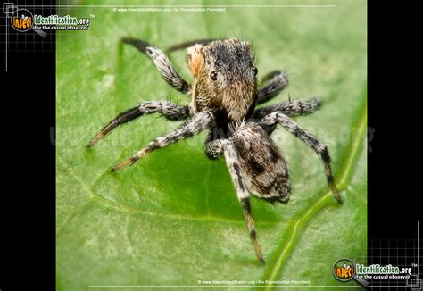 Photos Of North Dakota Spiders Submited Images