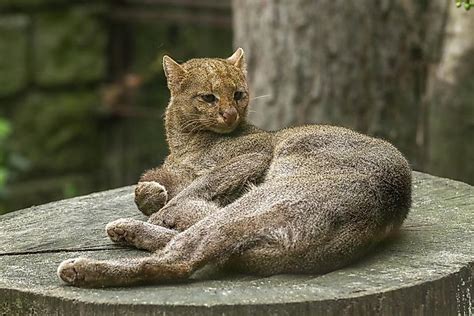 The Wild Cat Species Of Central America
