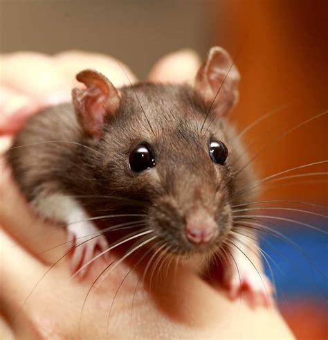 Best Rodent Pet Your Top 10 Tiny Cuties