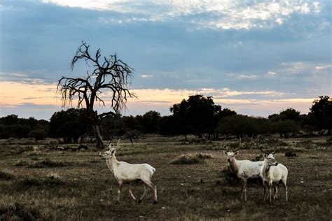Blood And Beauty On A Texas Exotic Game Ranch The New York Times