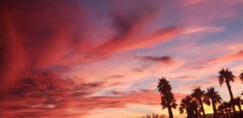 Purple Haze Purple Skies Palm Trees And Silhouettes Stock Image Image