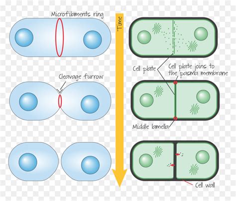 Check spelling or type a new query. Cytokinesis Drawing Plant Cell - Animal Cytokinesis, HD ...