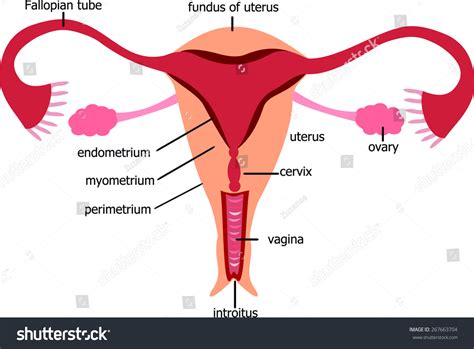 Female Reproductive System Stock Vector 267663704 Shutterstock