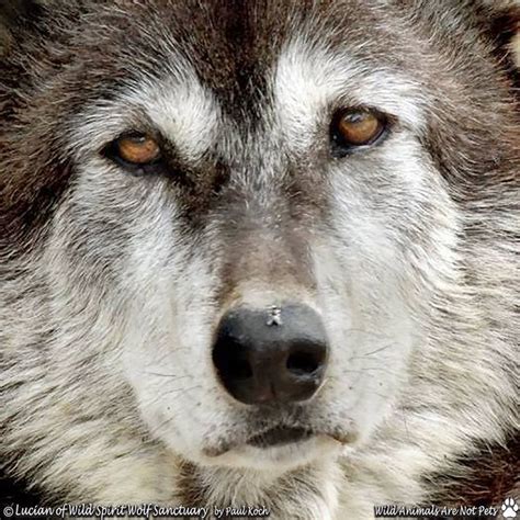 Can Someone Help With This Fly On My Nose Wolf Love Wolf