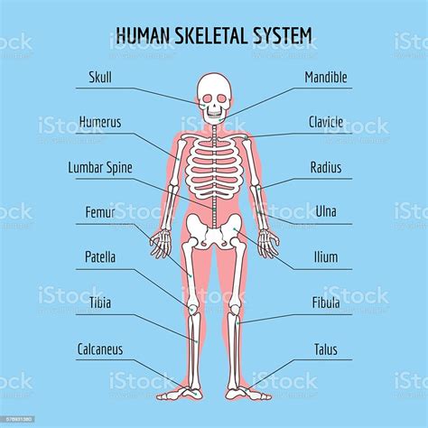 Human Skeletal System Stock Illustration Download Image Now Tibia