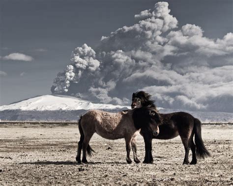 Photos Tagged With Icelandic Horse Horses Volcano