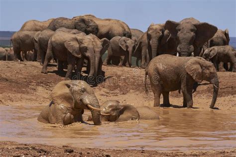 African Elephants Bathing In Addo Elephant Park Stock Image Image Of