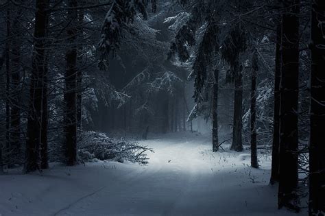 Hd Wallpaper Photography Landscape Nature Winter Forest Snow Mist