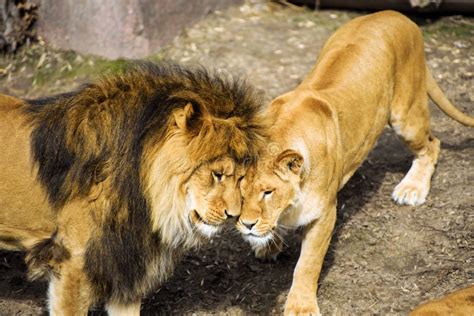 Lion And Lioness Stock Image Image Of Carnivore Park 156045625