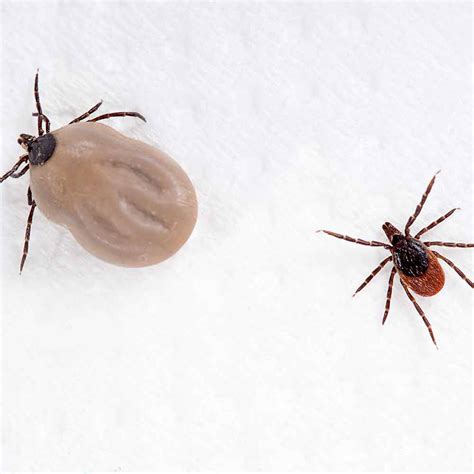 Deer Ticks