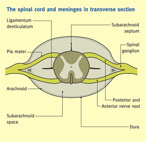 The Spinal Cord And Its Membranes Anaesthesia And Intensive Care Medicine