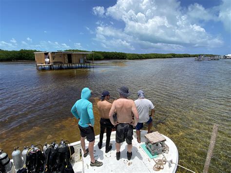 Crocodile Diving Off Banco Chinchorro Three Day Report — Sdm Diving