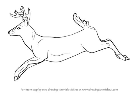 Whitetail Deer Deer Drawing Drawings