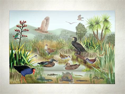 Wetland Poster On Behance Wetland Animal Posters Book Art Drawings