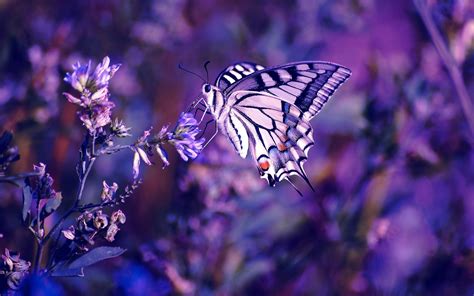 Purple Butterfly Wallpaper Hd Desktop Wallpapers 4k Hd