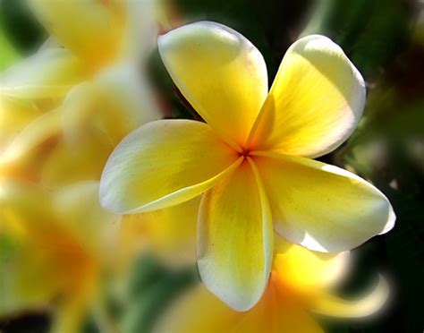 The plumeria flower may appear less or more white as the flower is exposed to the sun at different times. Yellow Plumeria | Flickr - Photo Sharing!