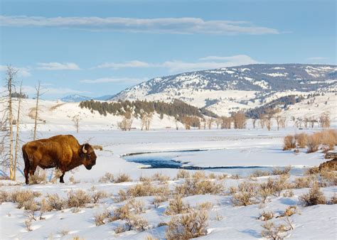 Winter In Yellowstone National Park Audley Travel Uk