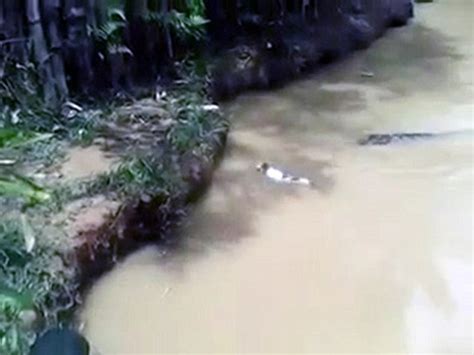 Cat Is Thrown Into A Crocodile Infested Lagoon In Peru As Two Men Laugh