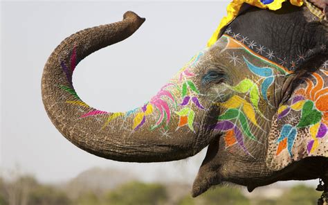 Happy Colorful Animals Elephants India Depth Of Field Flowers