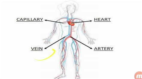 Lecture 9 Our Circulatory System Class 3 Youtube