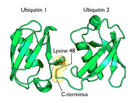 The Ubiquitin System Functional Complexity And Semiosis Joined