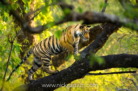 Young Tiger Climbing Tree Bandhavgarh Nick Garbutt