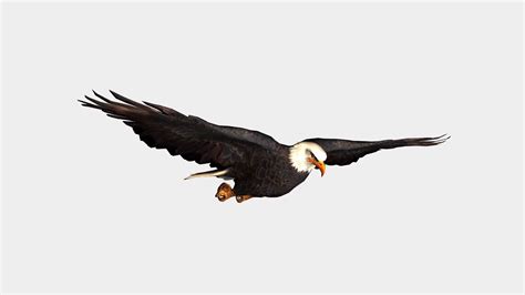 Bald Eagle Flying Bird In Flight Isolated On Stock Motion Graphics Sbv