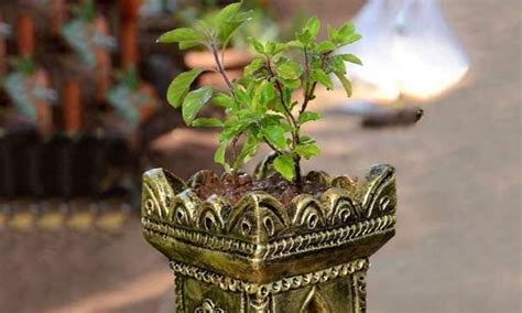 When Is Tulsi Vivah 2023 Date Shubh Muhurat Rituals Meaning And More