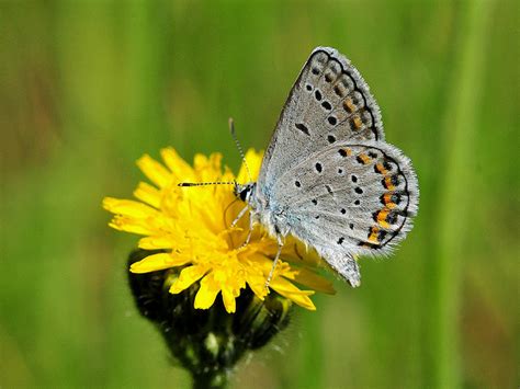 Karner Blue Butterfly Facts Pic 4 Biological Science