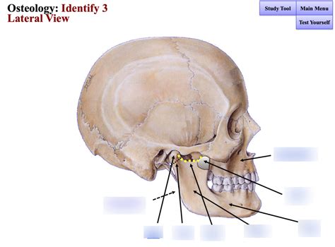 Osteology Face Maxilla And Mandible Lateral View Diagram Quizlet