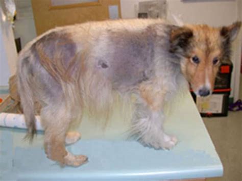 5 Common Causes Of Hair Loss In Dogs Petmd