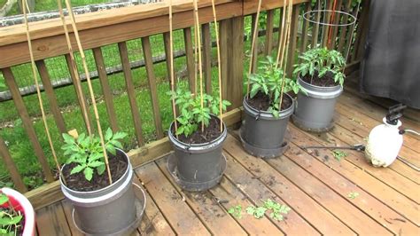 How To Grow Tomatoes In Pots A Practical Guide For You