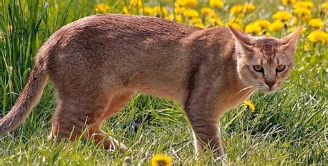 Gato Chausie Un Híbrido Entre Lo Salvaje Y Lo Doméstico