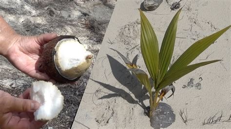 Sprouted Coconut For Beginners Youtube